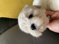 Mini boy show kalitede safkan maltese terrier