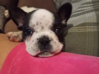 1,5 Aylık dişi french bulldog yavrularımız
