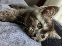 British shorthair iki aylık yavru