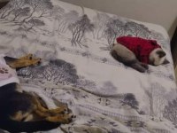 pinscher 9 aylık dişi karabük merkez