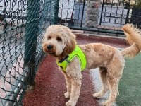 Cockapoo 1.5 yaşında erkek