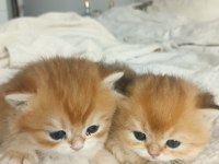 Çok Güzel Golden British Bebekler