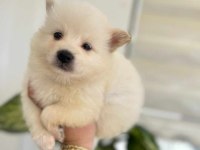 Sevimli suratlar maltipoo