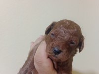 25 Haziran da teslime hazır akıl küpleri poodle