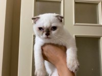 Scottish fold üç aylık