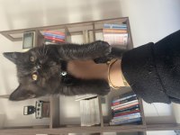 British shorthair ender renkli iki yavrumuz