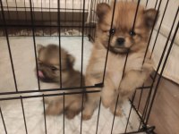 Adanadan Pomeranian Yavrularımız
