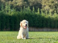 Baby Face Golden Retriever Yavruları