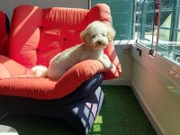 2021 doğumlu toy poodle