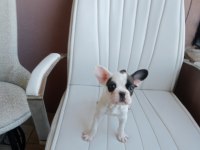 Orjinal French Bulldog Merle Yavrumuz