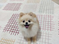 Pomeranian boo mini boy