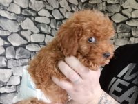 70 günlük poodle