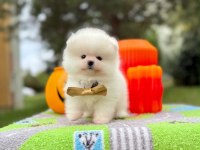 Orjinal Pomeranian Boo yavrumuz 