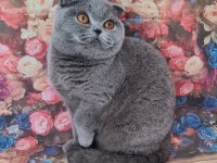 Scottish fold yavrular sahibinden