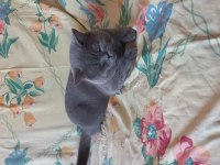 Yetişkin erkek british shorthair