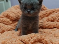 British Shorthair Yavrularımız