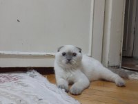 Safkan orjinal tam bir şebek scottish fold