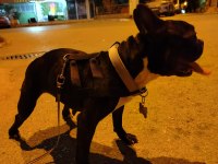 EN KÜÇÜK BOY DİŞİ FRANSIZ BULDOG EĞİTİMLİ 2.5 YAŞINDA