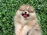 Irk ve sağlık garantili ayıcık surat pomeranian boo bebekler