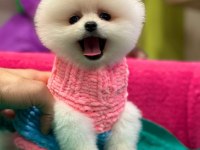 Orjinal Pomeranian boo