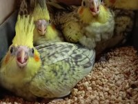 Sevimli Sultan Papağanı Yavruları Pied