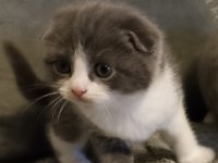2 aylık teslime hazır scottish fold yavrular