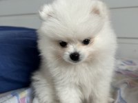 Dişi Pomeranian boo 2 aylık