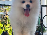 Show kalite pomeranian bebekler