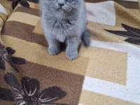 Küçük minnoş kedim