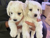 Terrier Yavrular Irk Sağlık Garantili