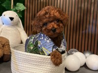 ANKARA NIN EN GÜZEL TOY POODLE YAVRULARI