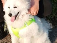 6 aylık erkek japon spitz
