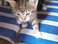 3 kardeşe sahip aranıyor kedilere