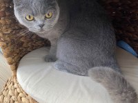 4 yaşında tüm aşıları tam british shorthair