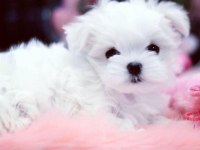 MALTESE YAVRULAR