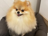 2 Yaşında Annelik Tecrübeli Pomeranian Boo