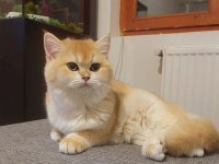 BRİTİSH SHORTHAİR KEDİSİ