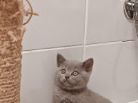 Safkan british ve scottish fold yavrular