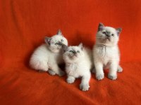 PIRIL PIRIL SAFKAN BLUPOİNT BRİTİSH YAVRULAR