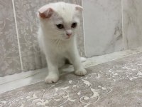 MERSİN SCOTTİSH FOLD BEYAZ/GRİ YAVRULAR