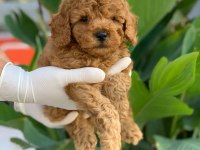 Red Toy Poodle Yavrular