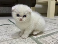 SAHİPLENRİLECEK YAVRU KEDİLER