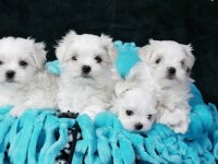 MALTESE TERRİER YAVRUMUZ
