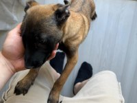 Şecereli Safkan Şampiyona Köpeği 3 Aylık Malinois