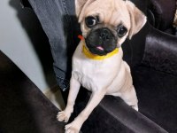 dişi pug 1 yaşında köpeğimiz