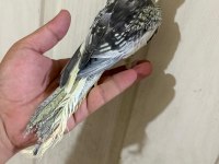 52 GÜNLÜK RENK GÜZELİ PİED BEBEK SULTAN PAPAĞANI
