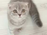Gümüş yeni yuvasını arıyor scottish fold