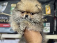 Pomeranian Yavrumuz Orange Renk Aşılı