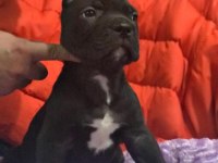 Cane corso koca kafa yavrular