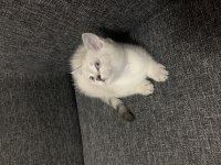 Arkadaş Canlısı Oyuncu Show Kalite British Shorthair